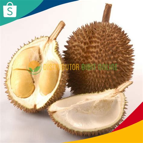 Jual Bibit Tanaman Durian D24 Malaysia Shopee Indonesia