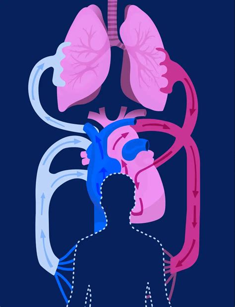 Your Heart and Lungs: The Ultimate Relationship | American Lung Association