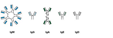 Иммуноглобулин Каппа – Telegraph