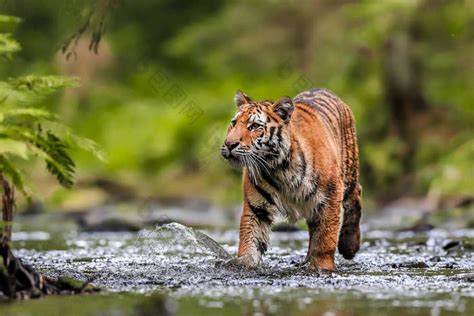 世界上最大的猫西伯利亚虎在一条小溪中的一 包图企业站