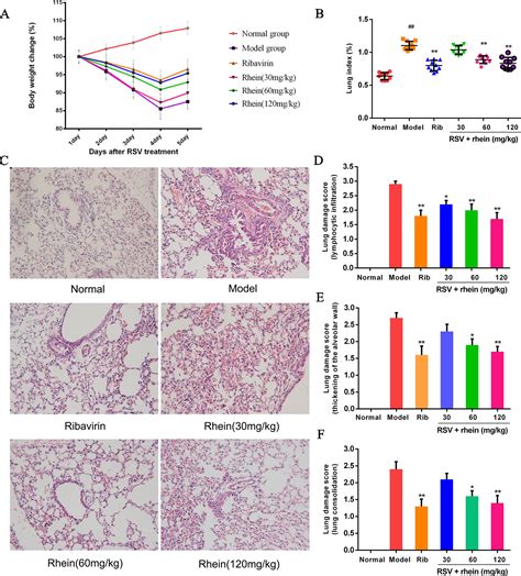 Frontiers Rhein Suppresses Lung Inflammatory Injury Induced By Human