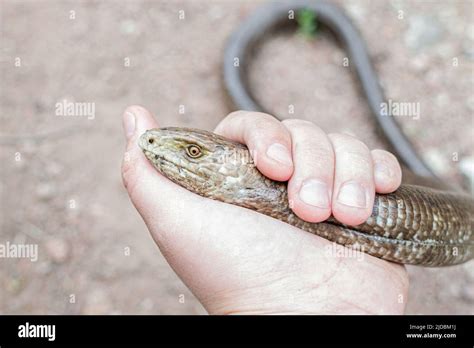 European Legless Lizard Pseudopus Apodus Apodus Sheltopusik Its A