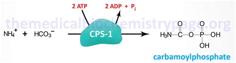 Carbamoyl Phosphate Synthetase Deficiency Cpsd The Medical