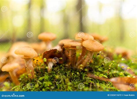 Armillaria Mellea Champignons Poussent En Grand Nombre Sur Un Arbre