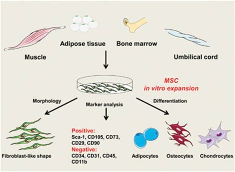 The Properties Of Mscs Mscs Can Be Isolated From Vario Open I