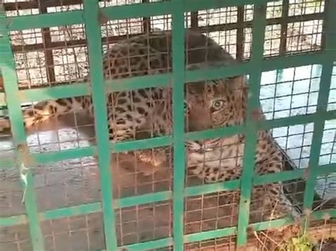 Leopard Captured In Forest Department Cage वन विभाग के पिंजरे में कैद