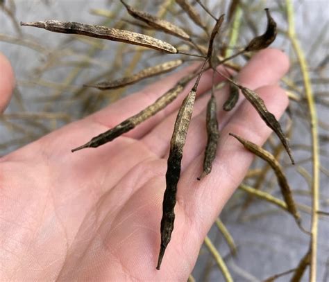 Canola Watch Exam Section Diseases Weeds Insects Canola