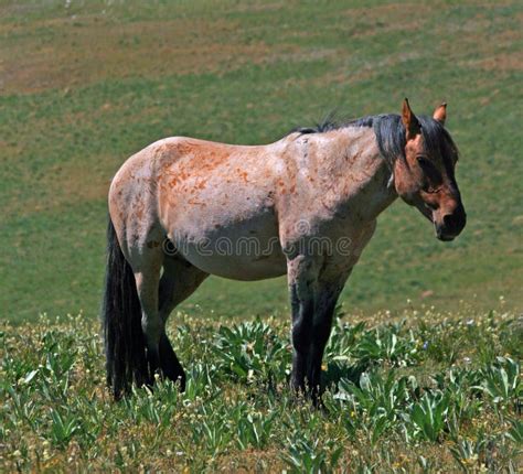 Wild Horse Mustange Buckskin Stud Stallion Stock Photo Image Of