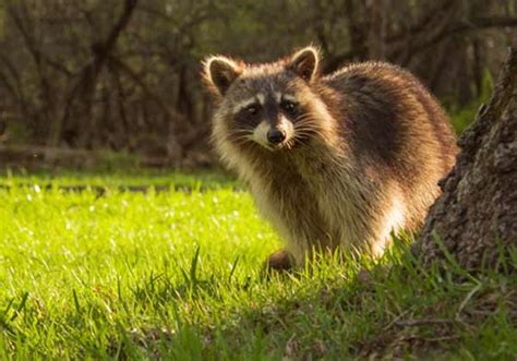 How To Keep Raccoons Off Your Roof