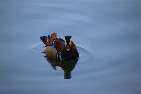 Canard Mandarin Oiseau Photo Gratuite Sur Pixabay Pixabay