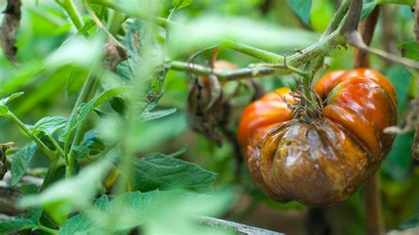 Tomato blight: tips to prevent this common problem | Gardeningetc