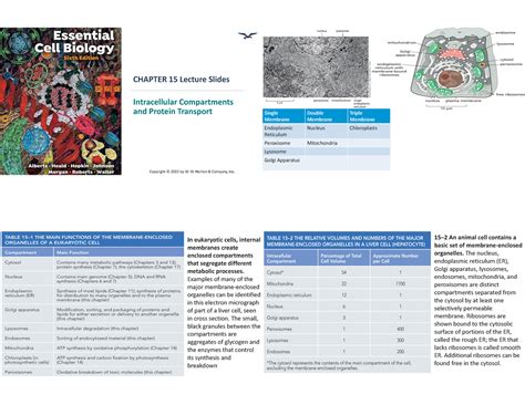 Ch 15 Protein Sorting CHAPTER 15 Lecture Slides Intracellular