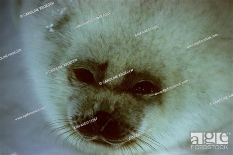 Harp Seal Molting Pup Pagophilus Groenlandicus Gulf Of St Lawrence