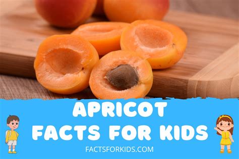 14 Apricot Facts For Kids Everyone Should Know Facts For Kids