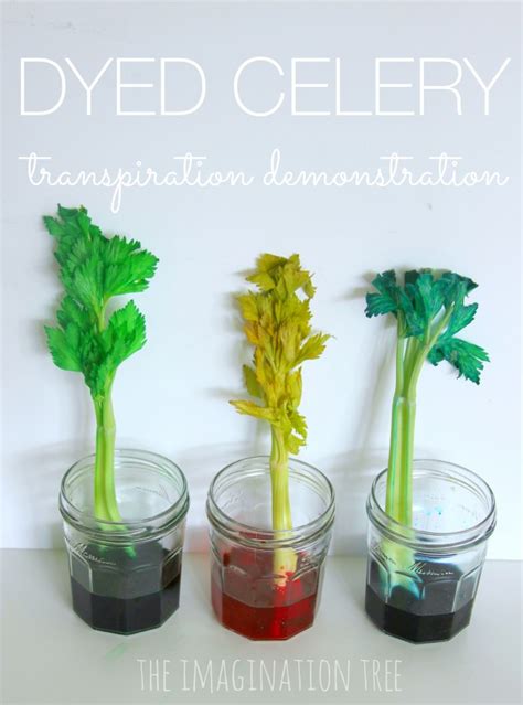 Dyed Celery Experiment Transpiration Demonstration The Imagination Tree