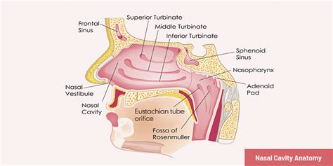 What is Nasal Cavity? Amazing Fun Facts about Nasal Cavity, Diseases ...