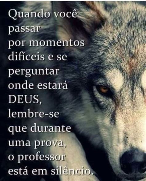 Pin De Josefina Marques Em Ursos Frases Lobo Solitário Solitario Frases