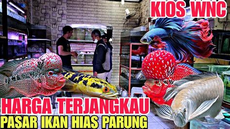 HARGA TERJANGKAU BELI DISINI TIDAK AKAN KECEWA HARGA IKAN LOUHAN