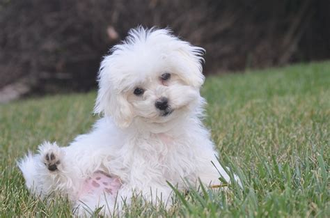 House Training a Puppy | Dog Potty Training Tips | All About Bichon Frises