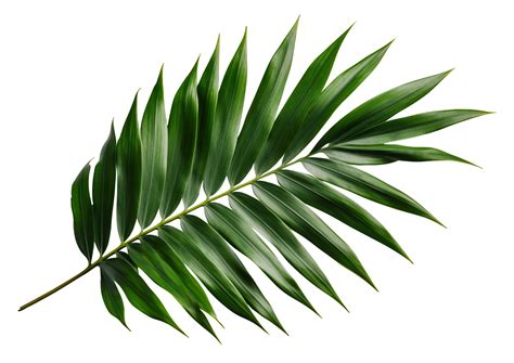 Beautiful And Photorealistic Palm Leaf On Transparent Background Close