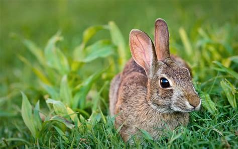 Rabbit Pest Problems Is Prevention Better Than Cure Andy Law Pest