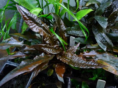 Cryptocoryne Wendtii Florida Sunset