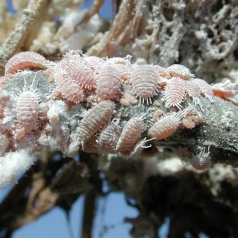 Lista Imagen Como Eliminar La Cochinilla Algodonosa En Las Plantas