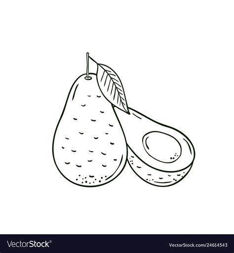 Coloring hand drawn fruit avocado Royalty Free Vector Image