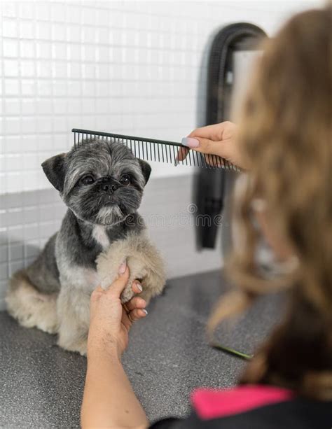 Gorgeous Shih Tzu Breed Dog in a Grooming Treatment Stock Photo - Image of hair, cute: 198245268