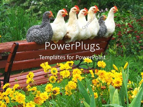 Powerpoint Template A Number Of Chickens On A Bench 6835