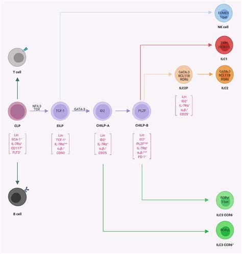 Frontiers Nk Cell Development In Times Of Innate Lymphoid Cell Diversity