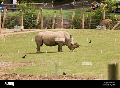 Southern White Rhino Stock Photo Alamy