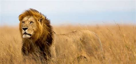 Leones En Peligro De Extinci N Especie En La Lista Roja