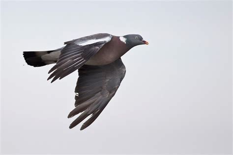 Common Wood Pigeon Columba Palumbus Birds In Flight Id Guide Wood