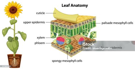 Diagram Of Leaf Anatomy Stock Illustration - Download Image Now - Anatomy, Biology, Botany - iStock