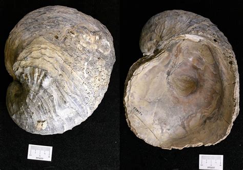 Fossils Of The Coastal Plain — Earthhome