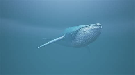 Blue Whale 3D Model $35 - .blend .fbx - Free3D