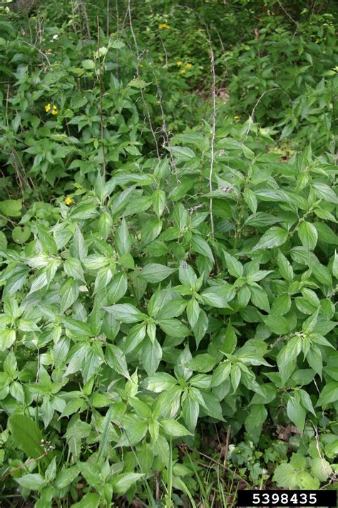 Upright Pellitory Parietaria Officinalis