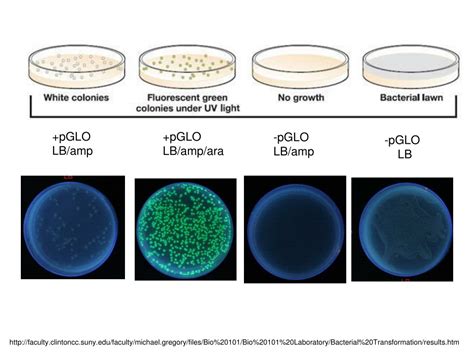 PPT GFP Plasmid Transformation Kit For Biological Tracing PowerPoint