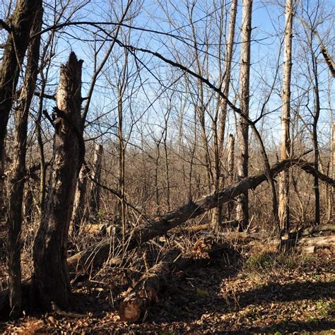 Cowling Arboretum Awarded Funds To Assist With Restoration Programs