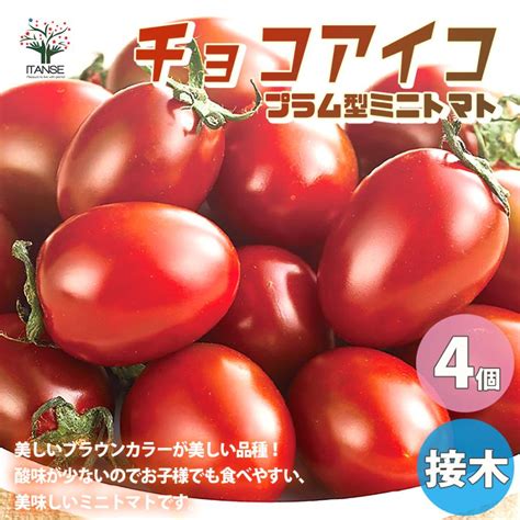 Itanse ミニトマトの苗 チョコアイコ 接木苗 野菜の苗 9cmポット お買い得4個セット 人気 家庭菜園 簡単栽培 収穫 送料無料 イタ