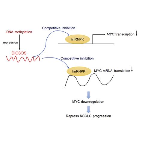 Dna Methylation Induced Silencing Of Dio3os Drives Non Small Cell Lung Cancer Progression Via