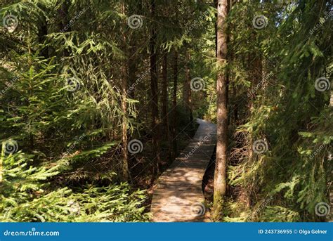 Pasarela De Madera a La Sombra De Las Coníferas Y Los árboles