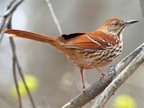 Ontario Backyard Bird ID 101 1 Petlife