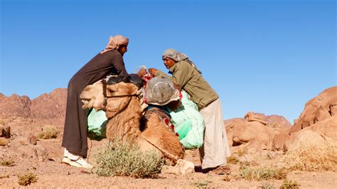 A beginner’s guide to the art of shopping for a camel | Adventure.com
