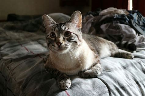 Siamese tabby mix. Love his markings!! | Animal photography, Tabby, Siamese