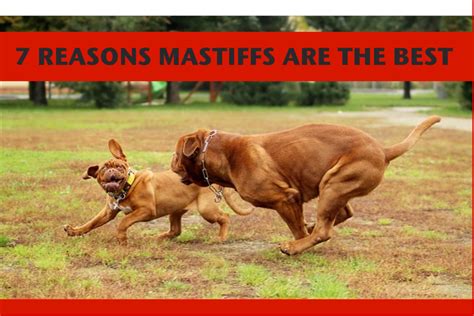 Mastiff dogs - 7 reasons mastiffs are the best