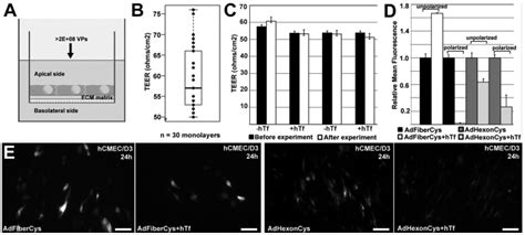 A Schematic Illustration Of The In Vitro Hcmec D3 Endothelium Model On Download Scientific