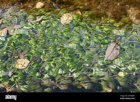 Submerged Freshwater Aquatic Plants Identification