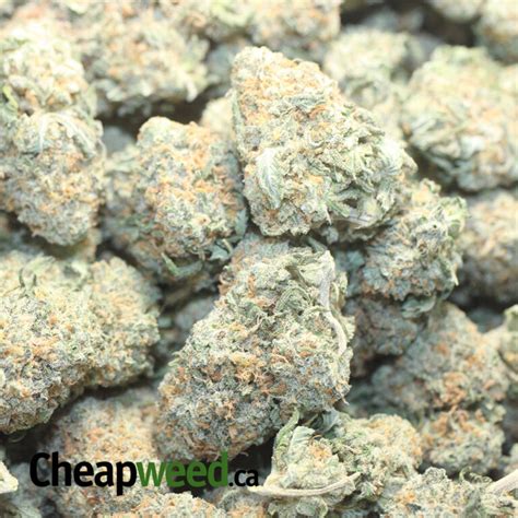 Buy Bulk Oz Matanuska Thunderfuck Strain Cheap Weed Pounds